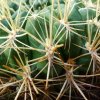 Sulcorebutia _santiaginiensis  _HS25_ 03